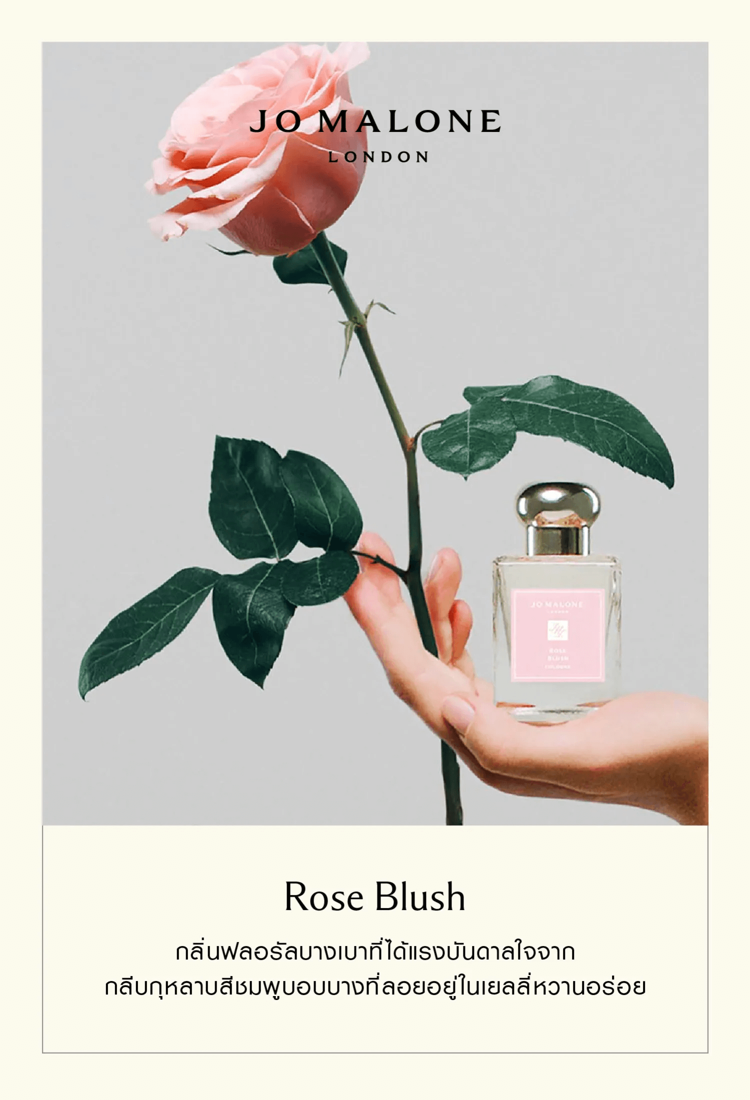 Jo Malone London Rose Blush Cologne คอลเลคชั่นสำหรับคนอินเลิฟกุหลาบ ต้องห้ามพลาด! กลีบกุหลาบที่บอบบางถูกจับมาใส่ไว้ในเยลลี่แสนอร่อย เสน่ห์ของกลีบดอกสีชมพูระเรื่อคือแรงบันดาลใจของสูตรการถนอมอาหารที่ล้ำค่า 